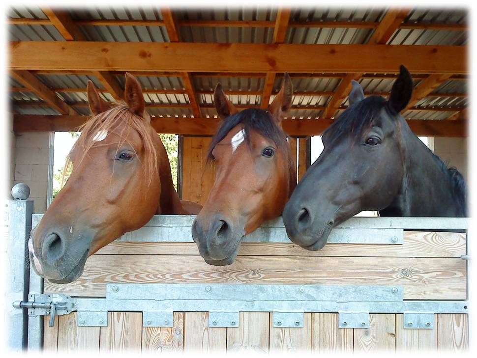Drei Pferdeköpfe