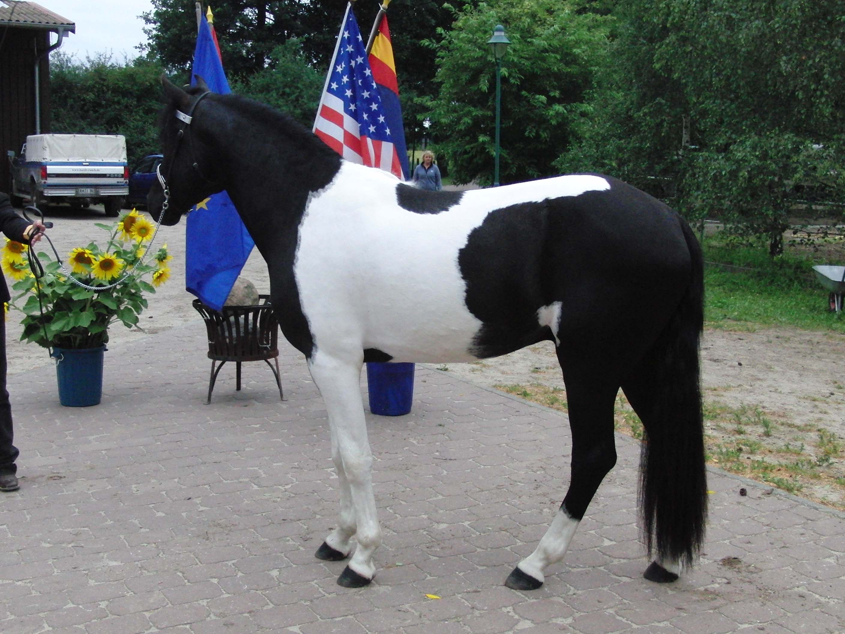 Hope_links_Turnier_2011_099