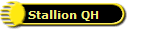 Stallion QH