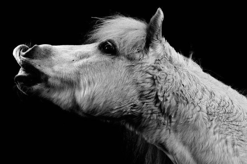 pferd_04 pferd_04